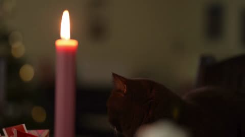 Animals, Christmas, and Music