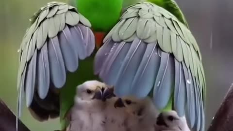 Kind Bird 🐦 🐦‍⬛ 🦜 ❤️