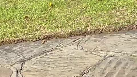 Another Puff Adder strikes and this time bites BHEKA twice before Bheka ultimately kills it!