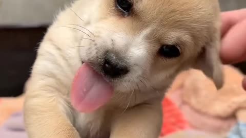 Cute puppy