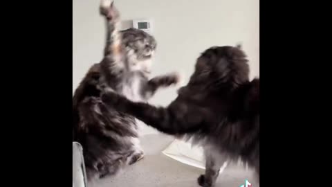 Sassy Cats & Silly Fails: Ultimate 2025 Compilation!
