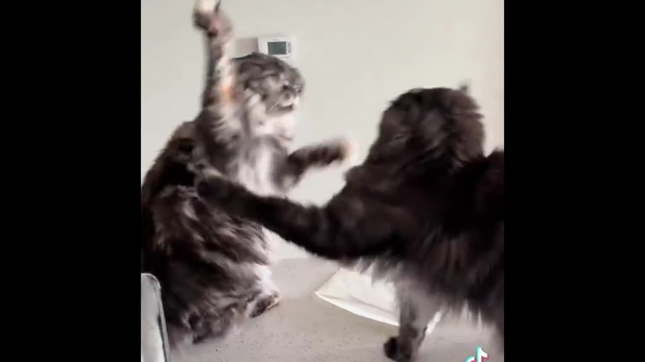 Sassy Cats & Silly Fails: Ultimate 2025 Compilation!