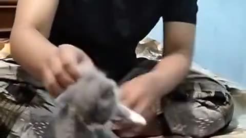 Dog's Comedy Videos 🤣 so cute videos and puppies comedy scenes 🤣 so cute 🥰🥰🥰🥰