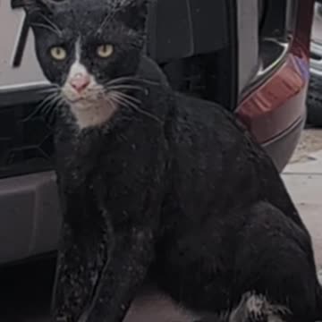 Rajasthani cat alert!