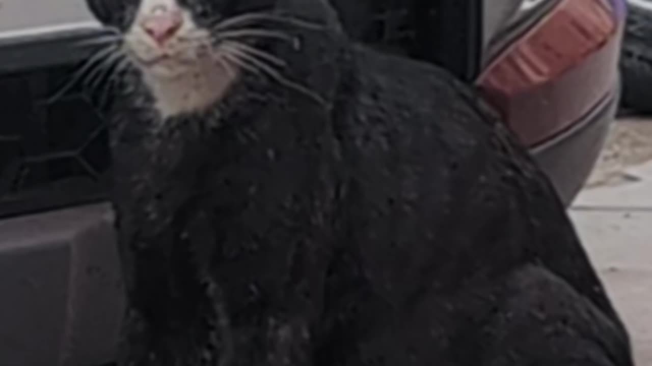 Rajasthani cat alert!