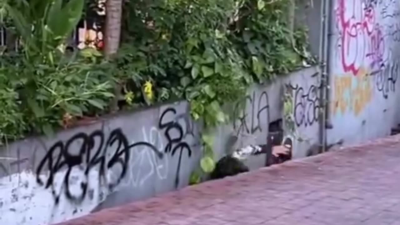 Funny video 😂😂😂😂 tranding