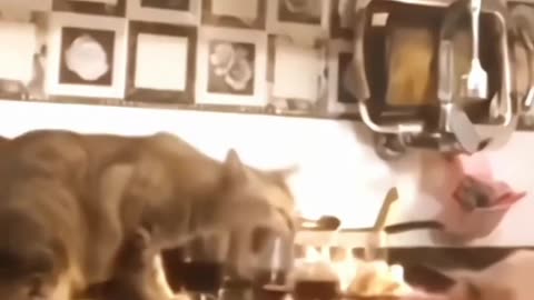 pets comedy and entertaining video