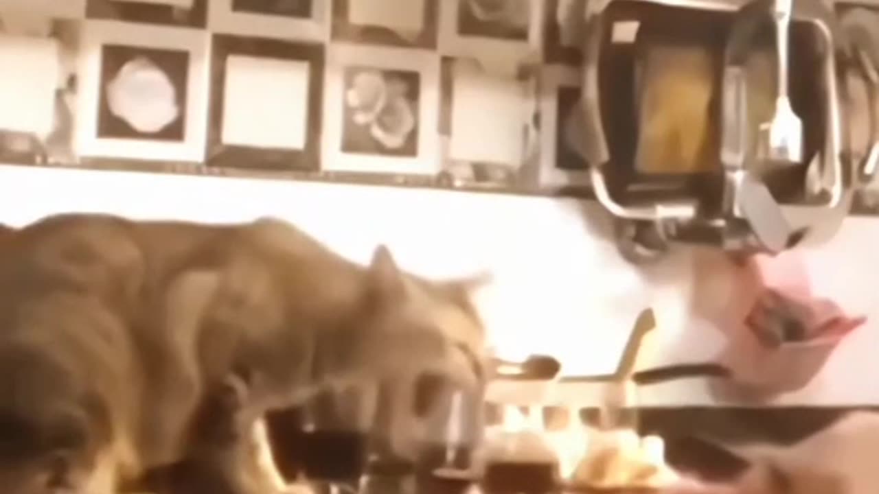 pets comedy and entertaining video