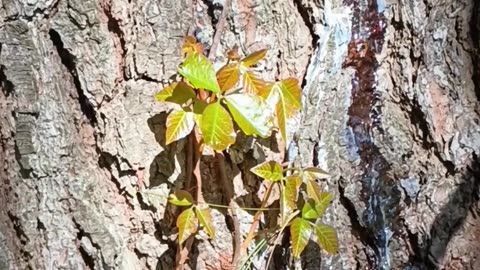 Poison Ivy