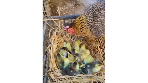"Hen Hatches Duck & Chicken Eggs Together! Unbelievable Mother Instinct in Action 🐣🦆🐥"