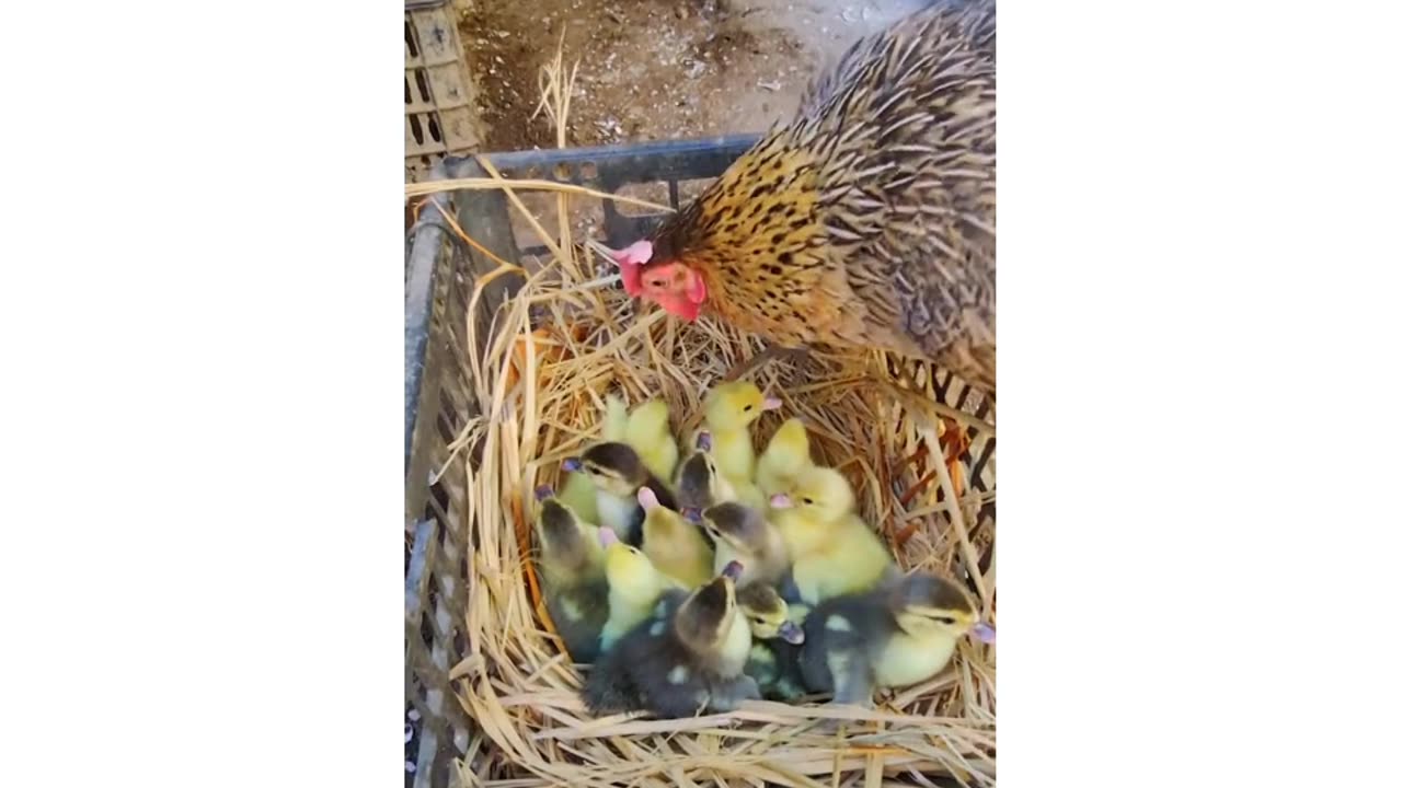"Hen Hatches Duck & Chicken Eggs Together! Unbelievable Mother Instinct in Action 🐣🦆🐥"