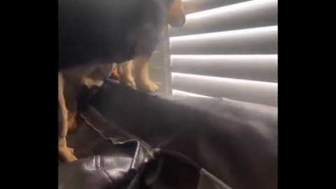 Funny video pets