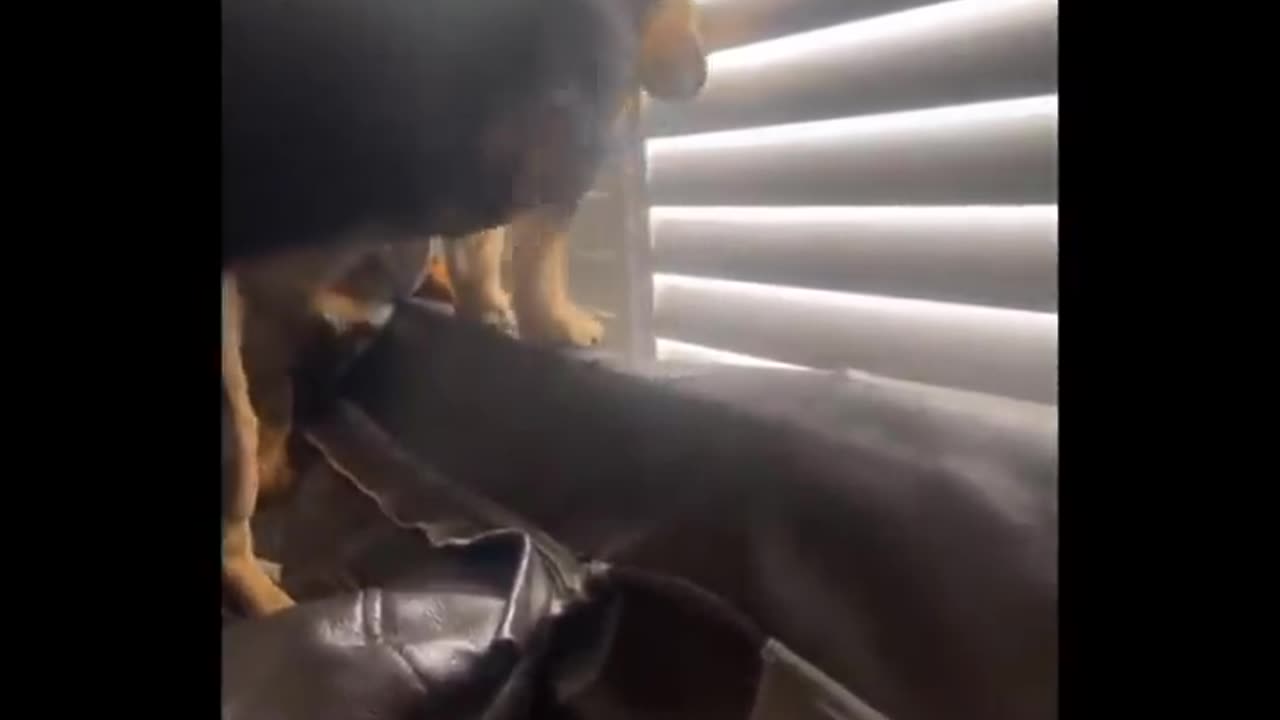 Funny video pets