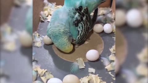 Mega Funny Video