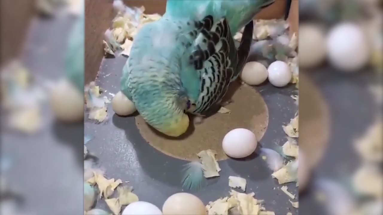 Mega Funny Video