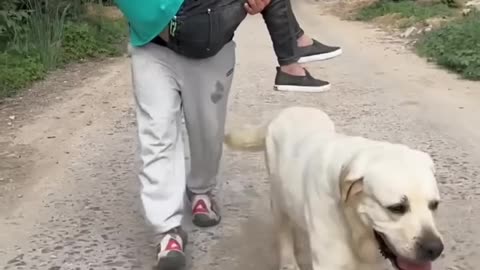 smart 👍 dog