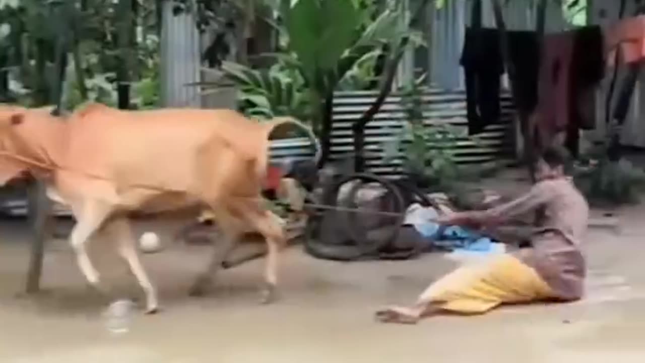 Animal funny video 16