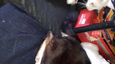 Cute Pet Moments 🐾😻😺