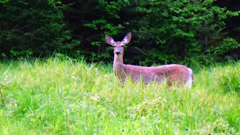 White-tailed deer