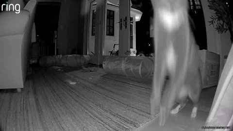 😳🐾 What Was That?! Startled Cat’s Priceless Reaction! | FunFM