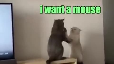 Trending: Cattynip: The Return