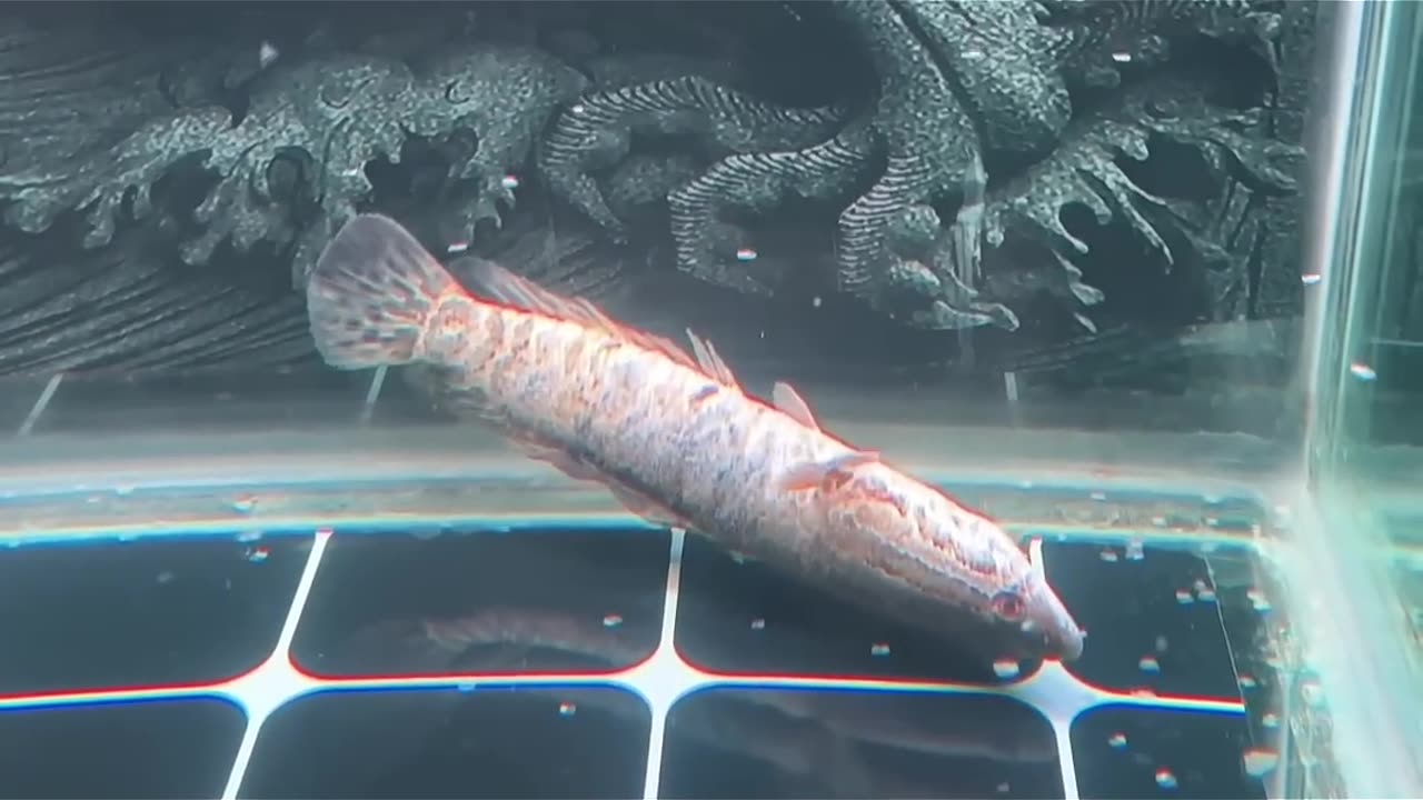 Unique world of fish 🐠🐟