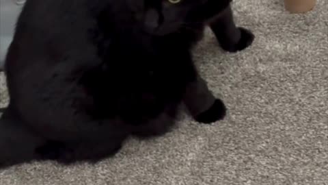 Cute Precious Piper Patrols the Office - Adopting a Cat from a Shelter Vlog #shorts