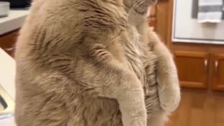 CUTE FUNNY CATS