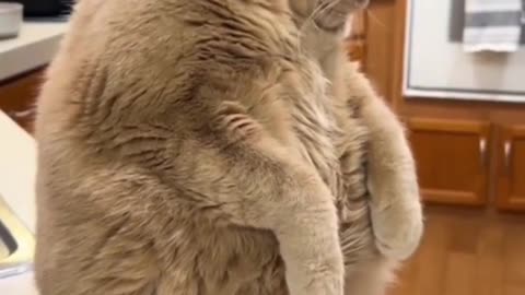 CUTE FUNNY CATS