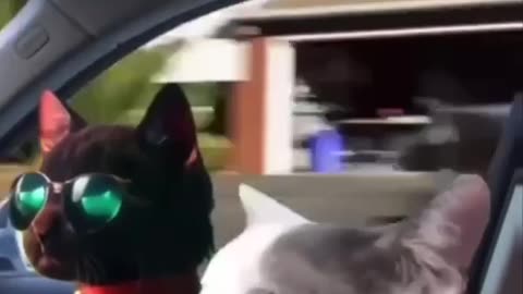 Happy caturday!