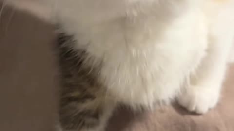 Cute cat video - cutest animals