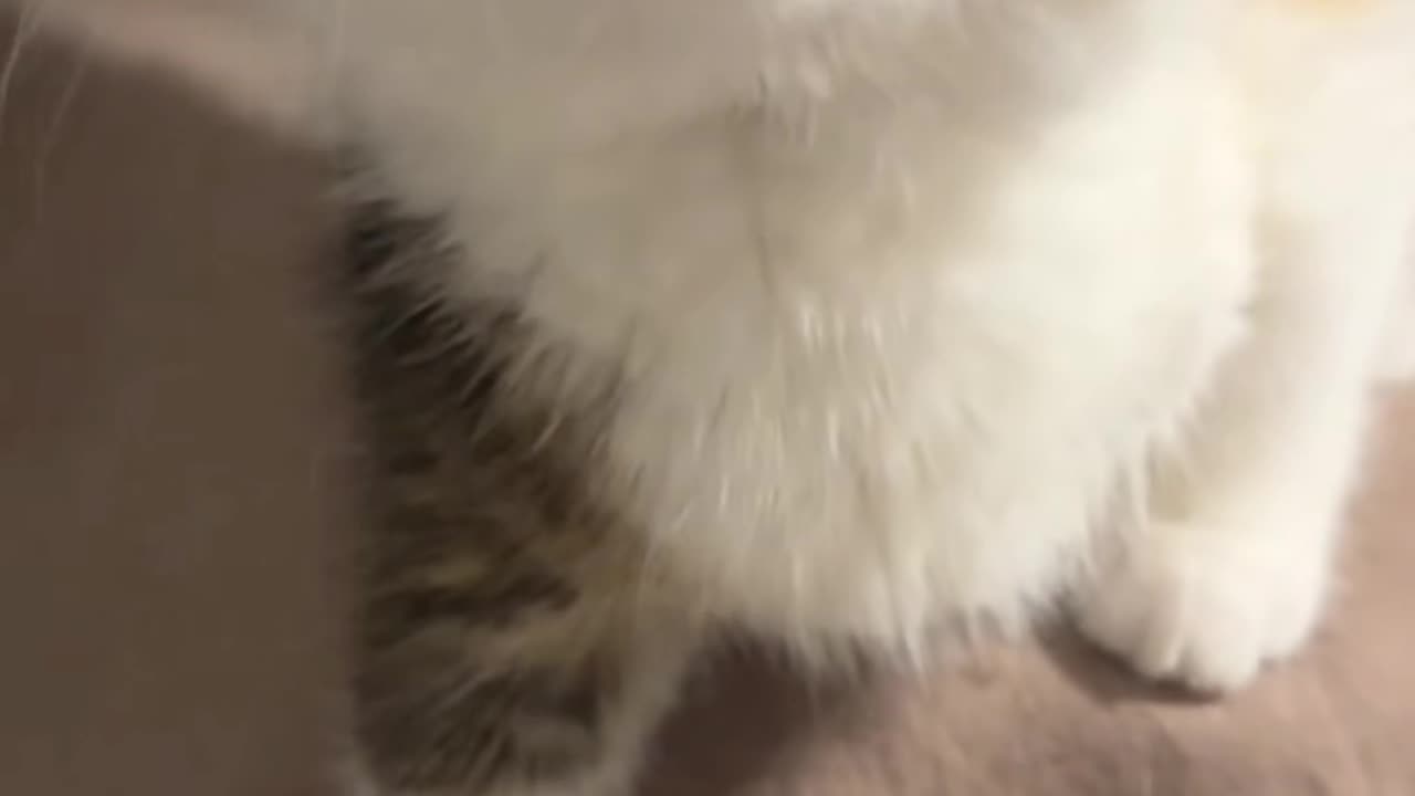 Cute cat video - cutest animals