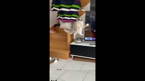 Funny animal videos 2025