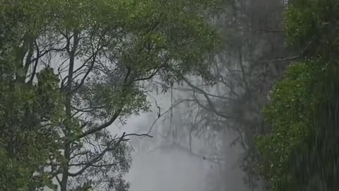 Whispers of Rain: Nature’s Melody on Trees