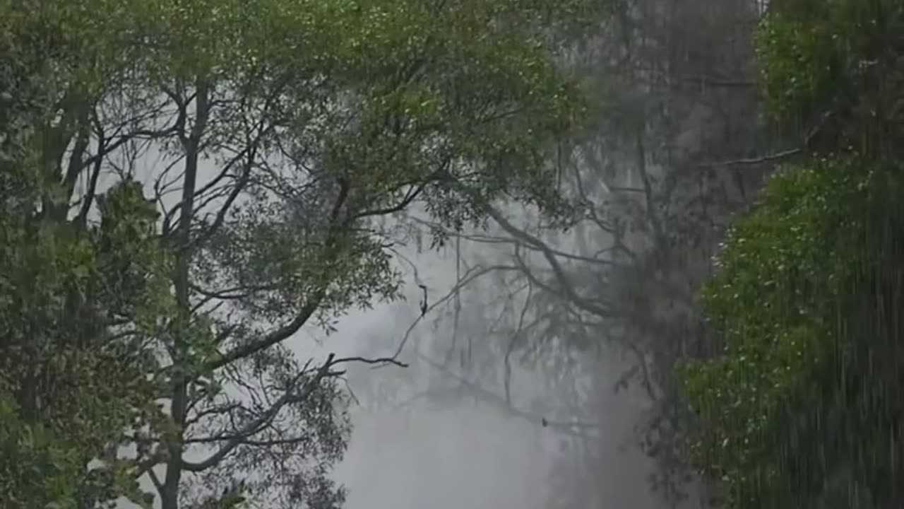 Whispers of Rain: Nature’s Melody on Trees
