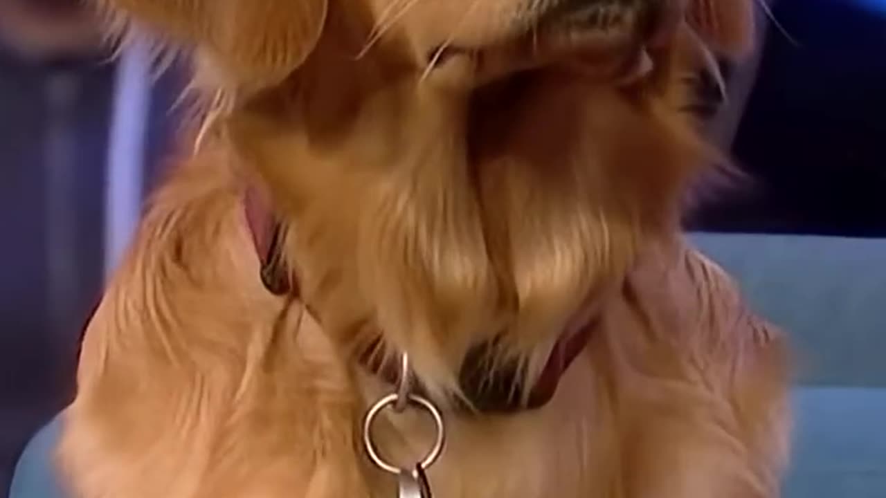 Dog DNA test gone wrong