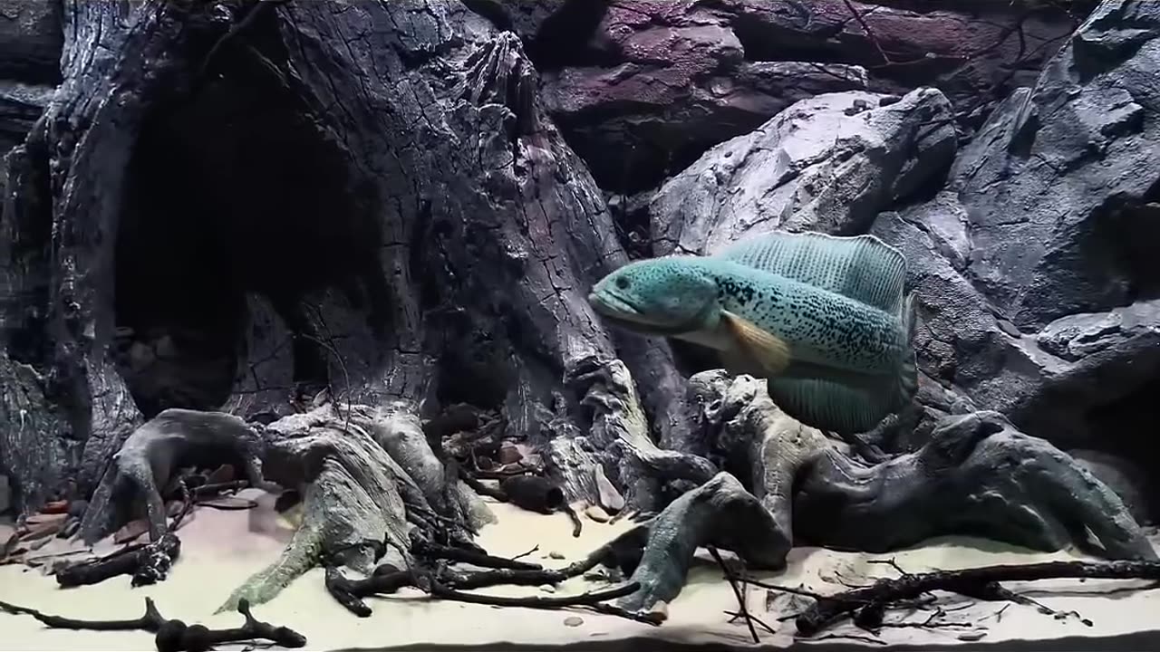 Unique world of fish 🐠🐟