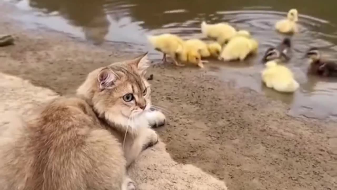 Cat and her ducklings.. 😊