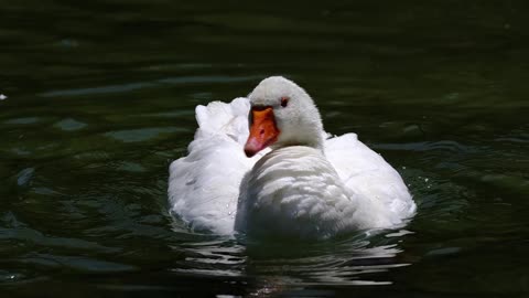 Nature and Animals