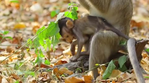 On hand mother look at baby so worming LIVE Milk Delay Tantrum HUH!