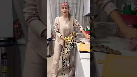 Animals Funny Compilation #funnyanimals #animals #pets #shorts