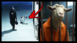 Goat Now An Accomplice To ROBBERY