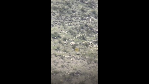 Long Range Shooting, 300PRC at 1768 Yards with Team Lawrence in El Paso Tx.