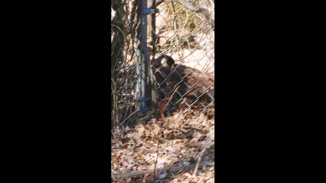 mama goose nesting on train tressel