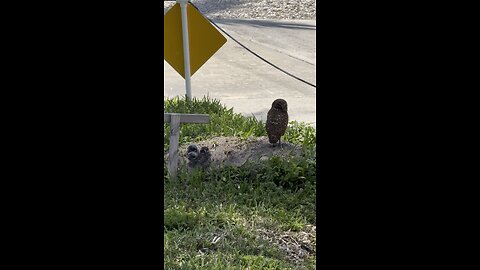 Baby Burrowing Owls! | 4K