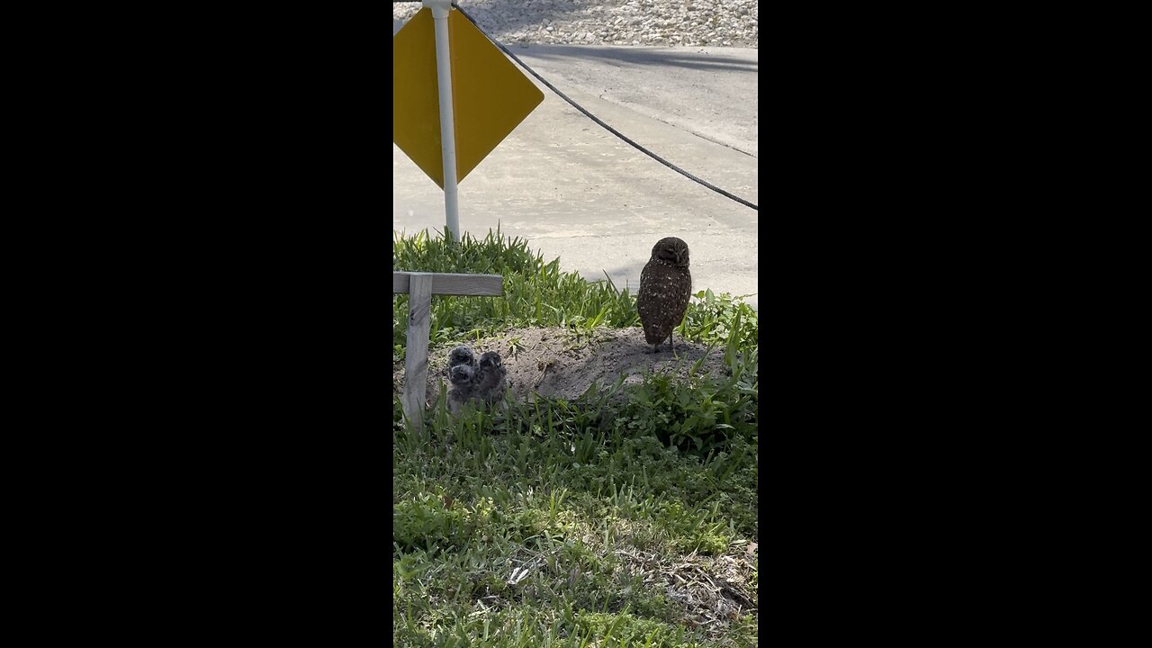 Baby Burrowing Owls! | 4K