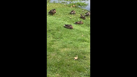 Mallard Ducks 🦆 #mallardducks #shorts #followme #trending #viral #ducks #duck
