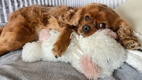 ❣️🐶 So comfortable…💖💞