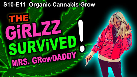 S10 E11 – Week 4 of Flower – Mrs. GrowDaddy On Deck - Shiskaberry, Chemy Lemmy, Afghan Kosher