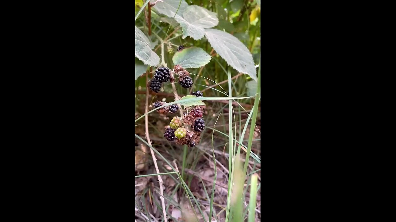 Doğada Dalından Böğürtlen Reçeli wild blackberry fruit jam in ature